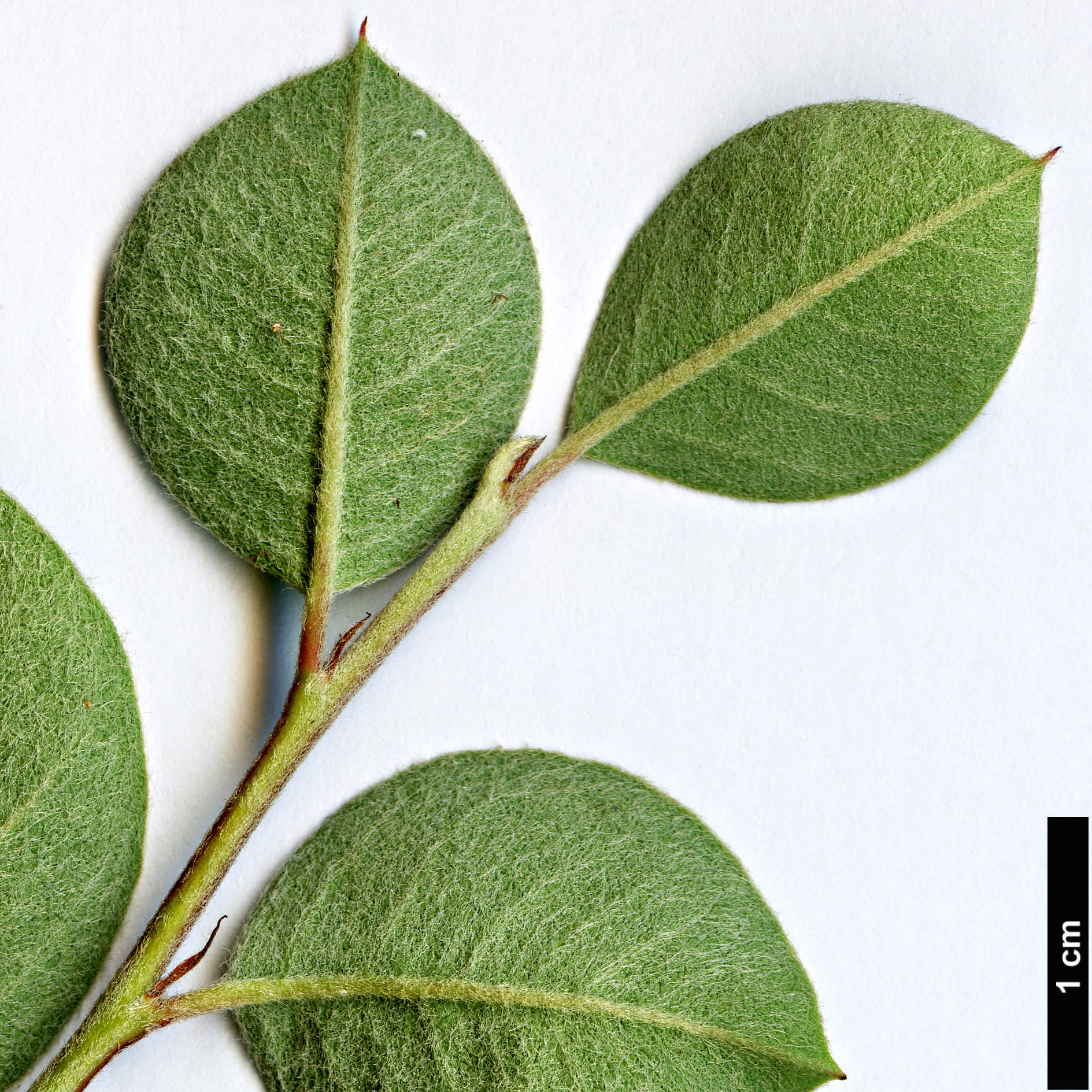 High resolution image: Family: Rosaceae - Genus: Cotoneaster - Taxon: persicus